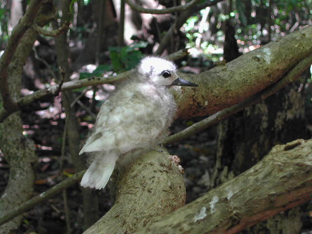 white tern