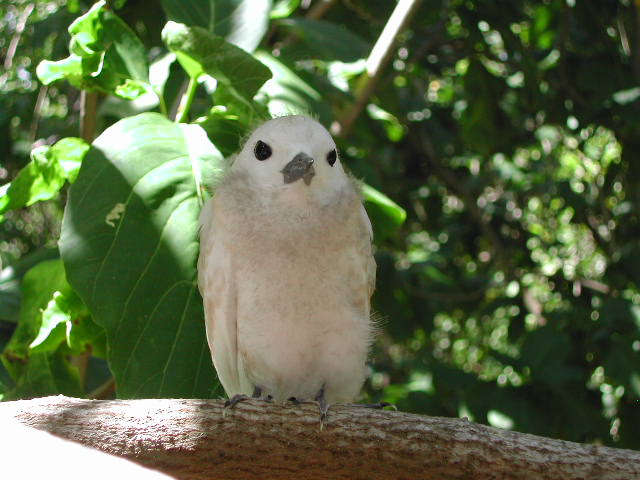 white tern