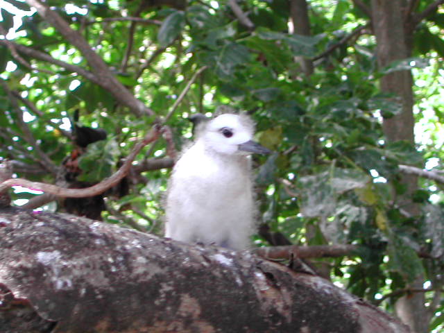 white tern