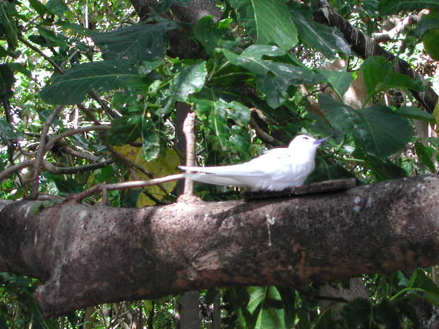 white tern