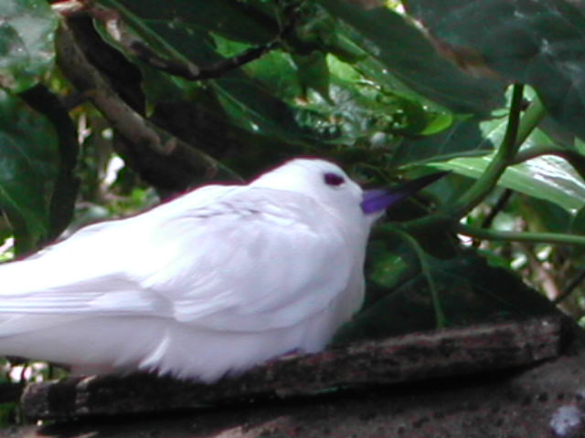 white tern