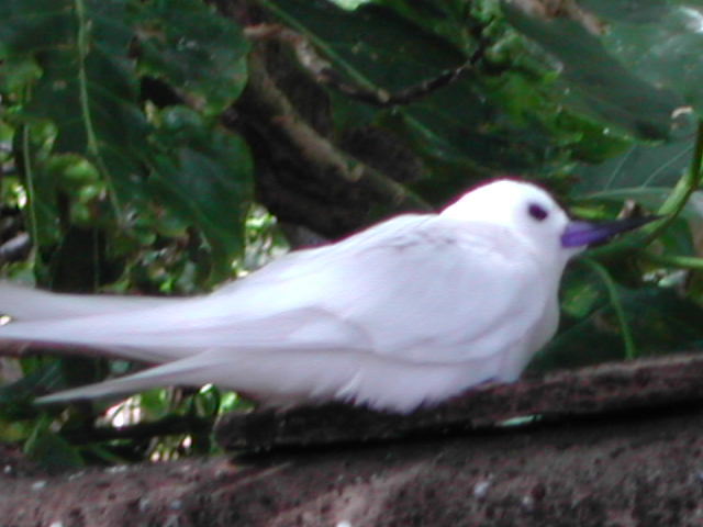 white tern