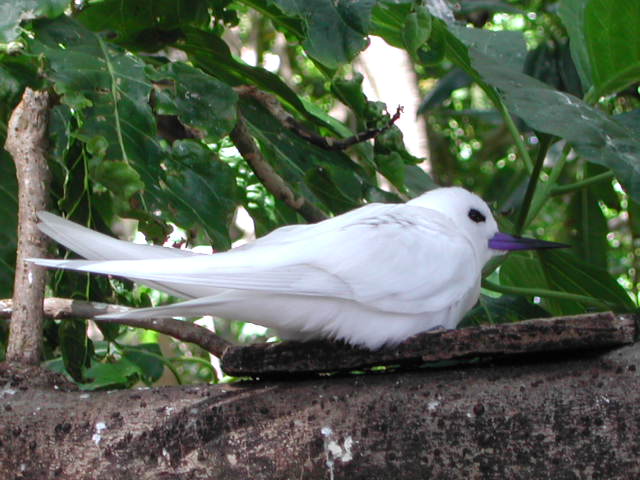 white tern