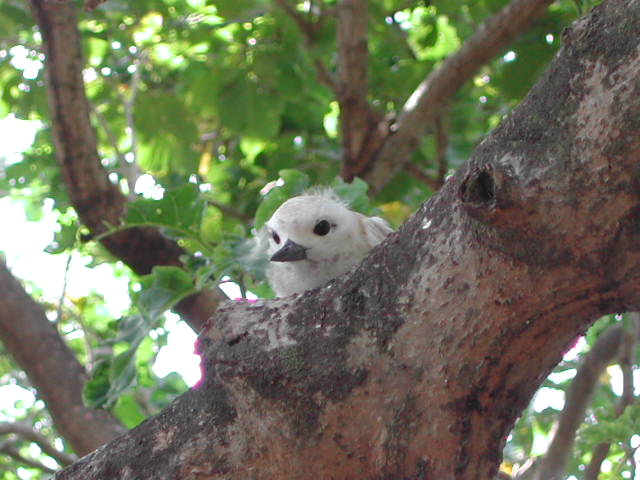 white tern