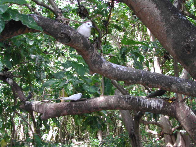 white tern