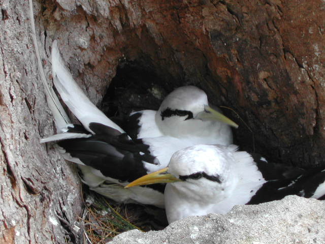 white-tailed tropicbird