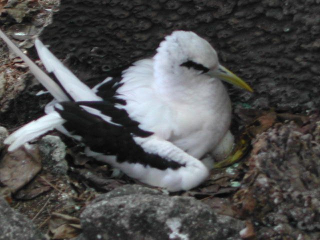 white-tailed tropicbird