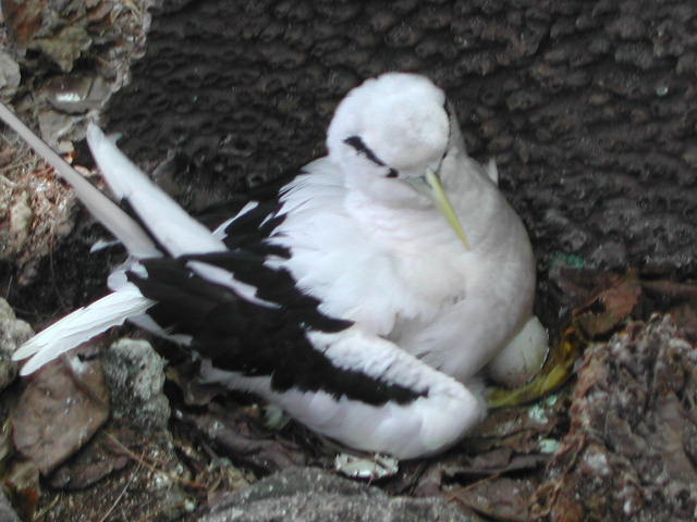 white-tailed tropicbird