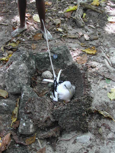 white-tailed tropicbird