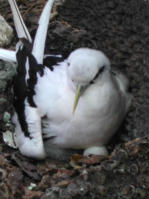 white-tailed tropicbird