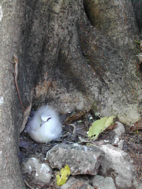 white-tailed tropicbird