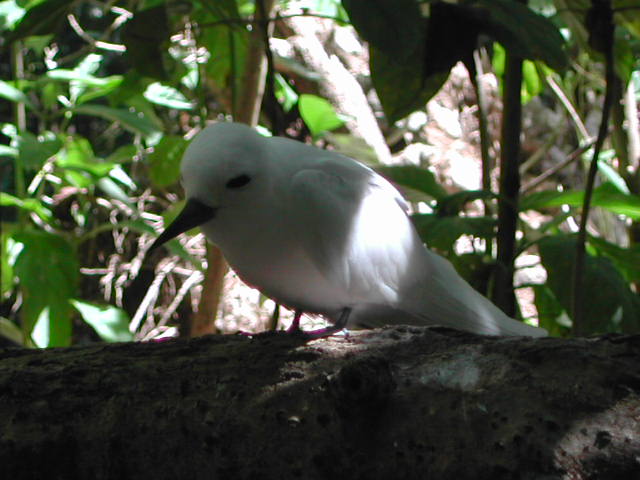 white tern