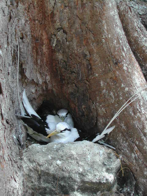 white-tailed tropicbird