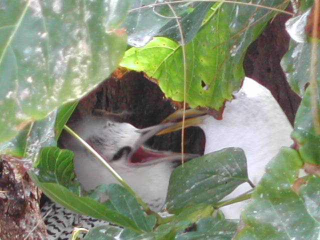 white-tailed tropicbird