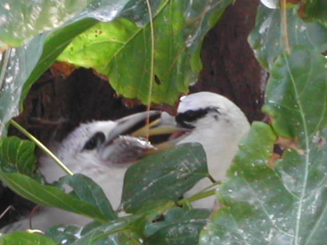 white-tailed tropicbird