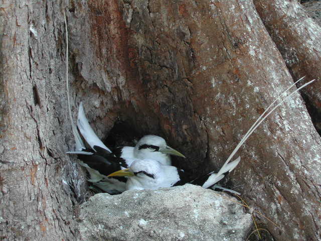 white-tailed tropicbird