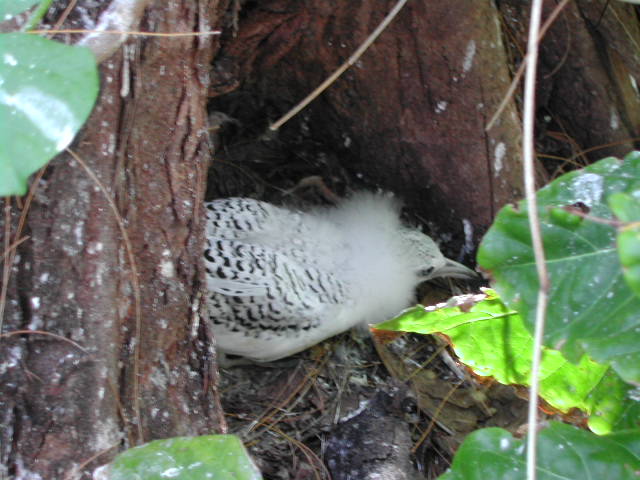 white-tailed tropicbird