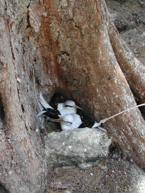 white-tailed tropicbird