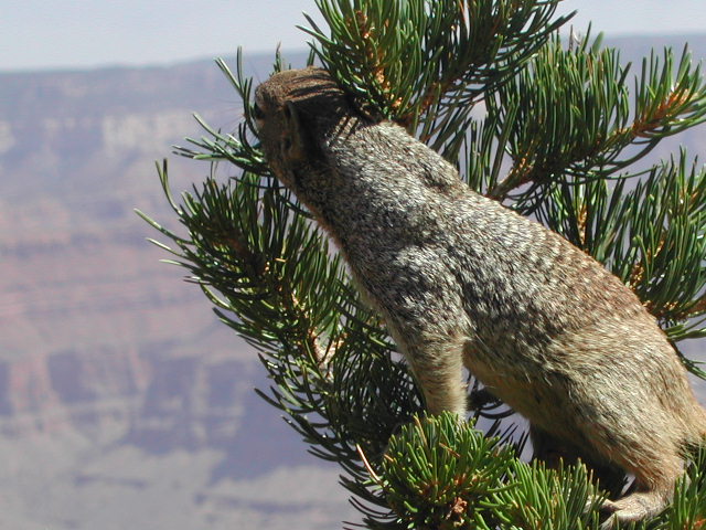 arizona - the grand canyon