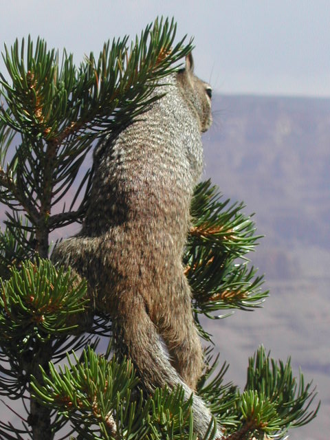 arizona - the grand canyon