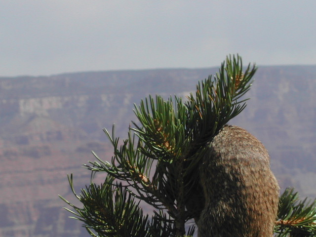 arizona - the grand canyon