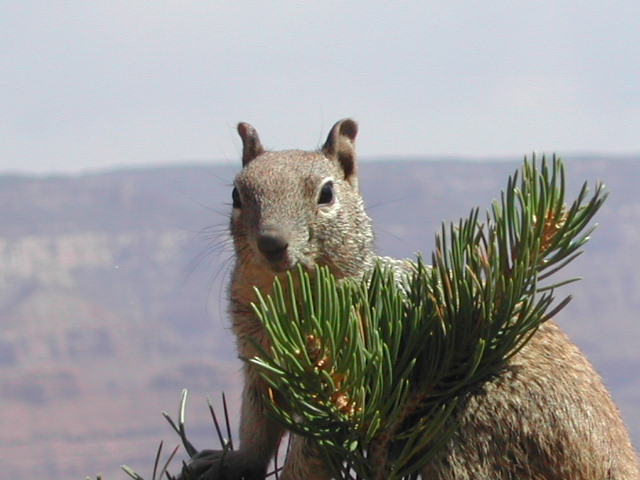 arizona - the grand canyon