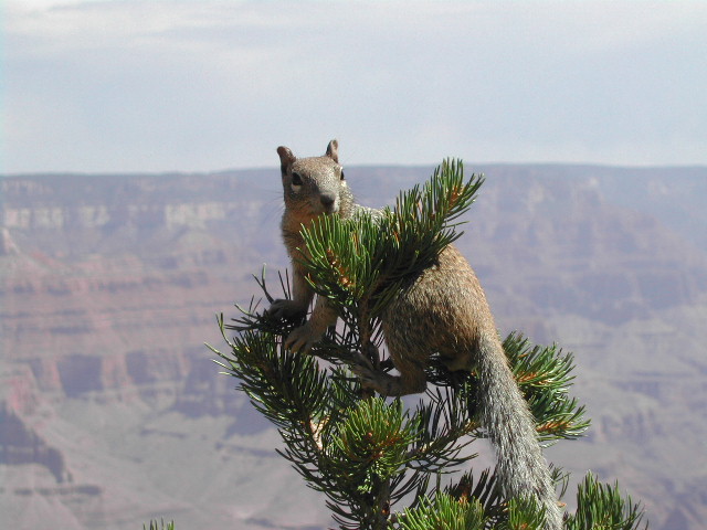 arizona - the grand canyon