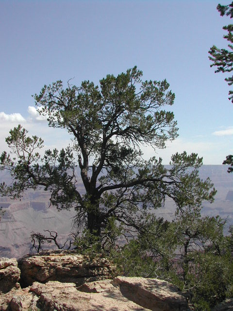 arizona - the grand canyon