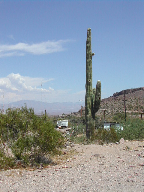 arizona - oatman ghost town