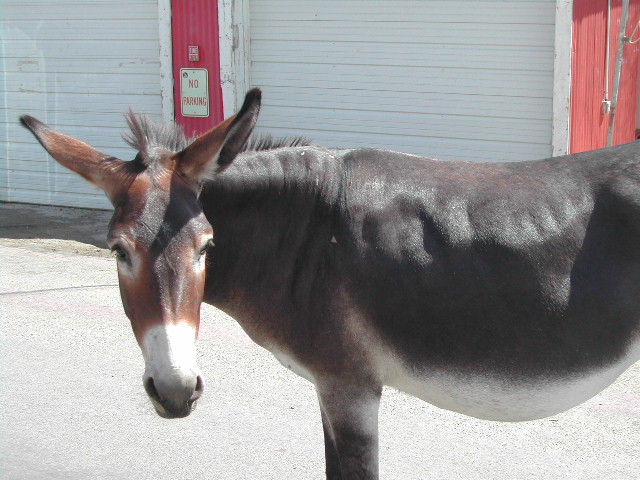 arizona - oatman ghost town