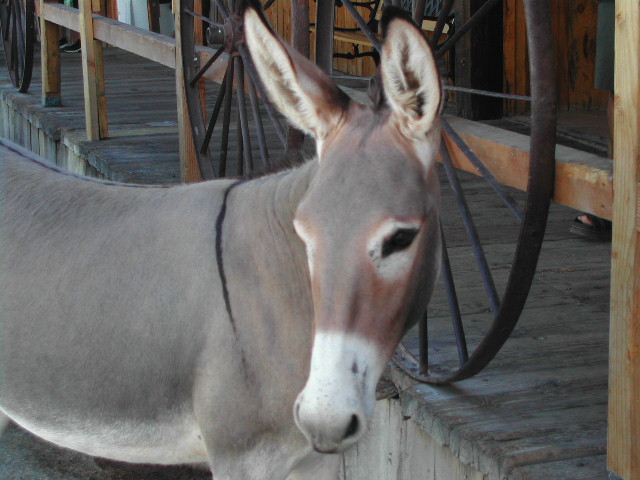 arizona - oatman ghost town