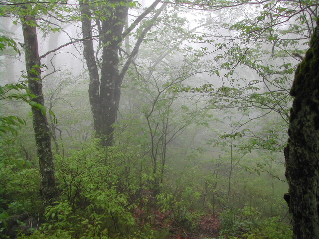 the blue ridge parkway