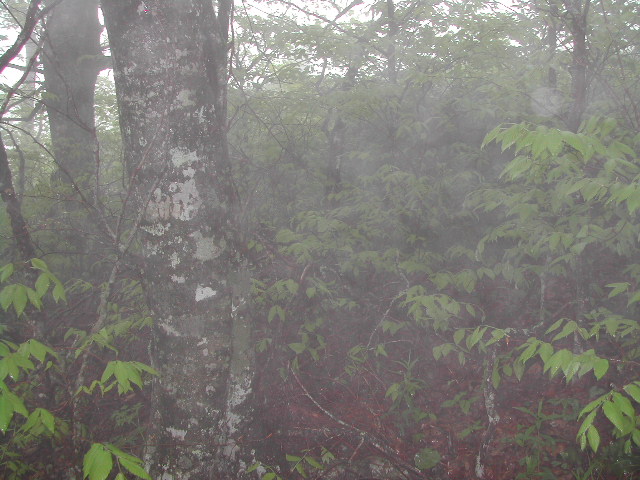 the blue ridge parkway