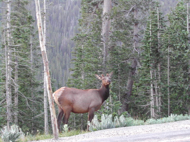 colorado - rocky mountain national park