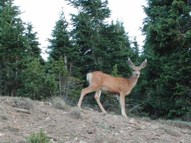 colorado - rocky mountain national park