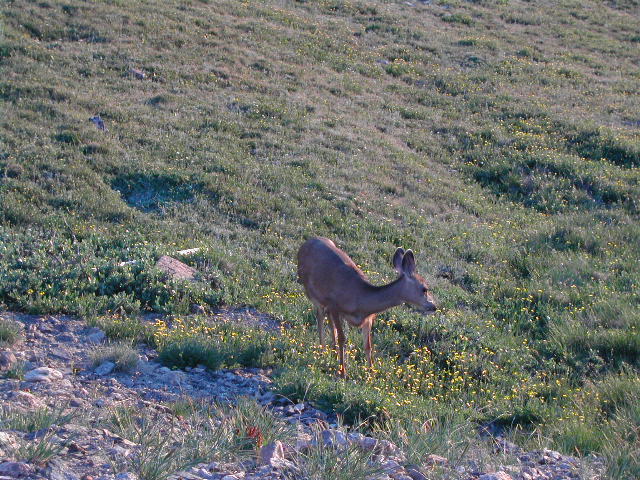 colorado - rocky mountain national park