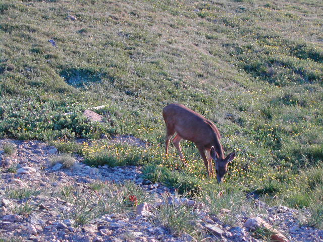 colorado - rocky mountain national park