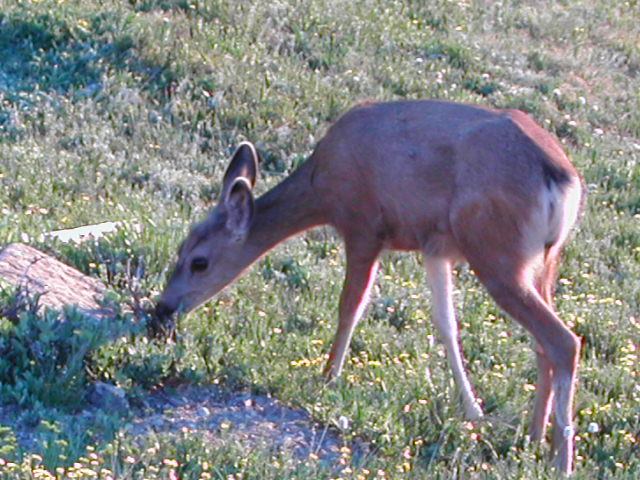 colorado - rocky mountain national park