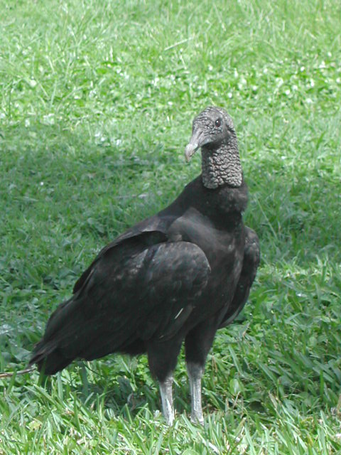 florida - west palm beach - lion country safari