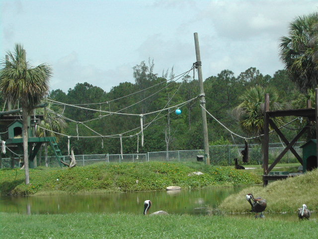 florida - west palm beach - lion country safari