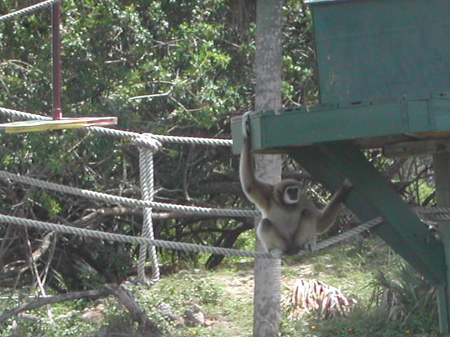 florida - west palm beach - lion country safari