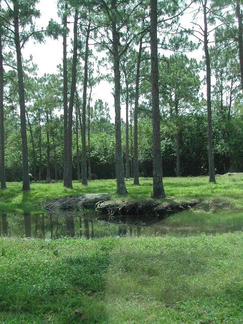 florida - west palm beach - lion country safari