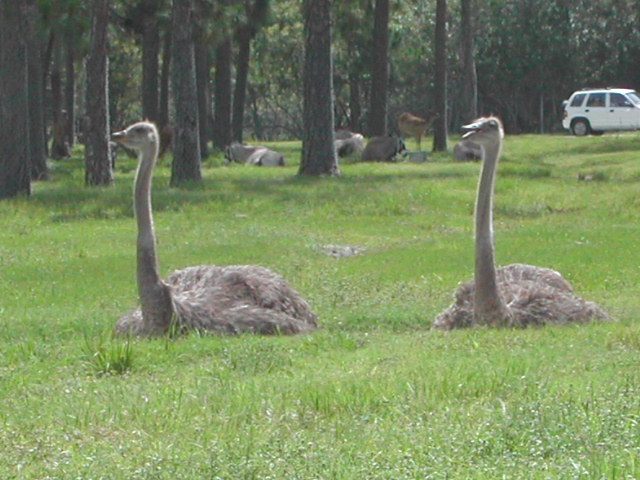 florida - west palm beach - lion country safari