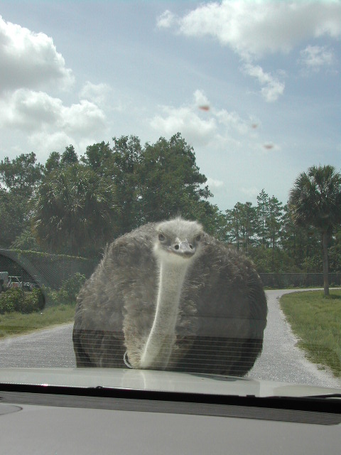 florida - west palm beach - lion country safari