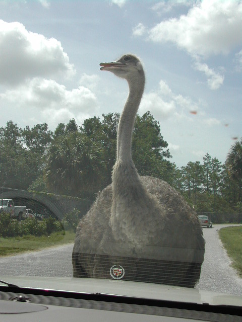 florida - west palm beach - lion country safari