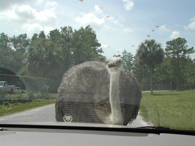 florida - west palm beach - lion country safari