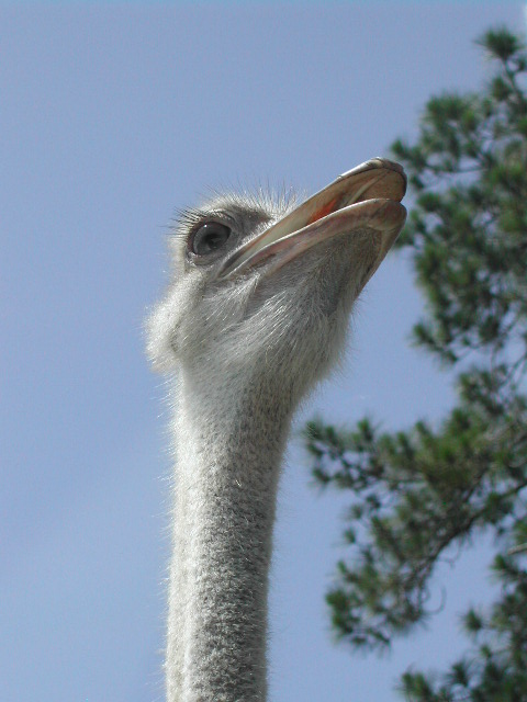 florida - west palm beach - lion country safari