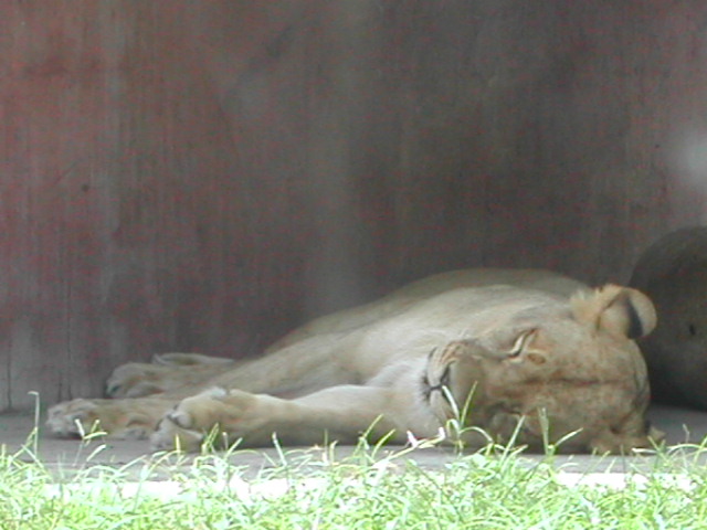 florida - west palm beach - lion country safari