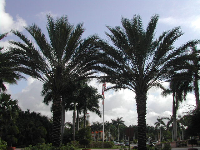 florida - miami - biltmore hotel