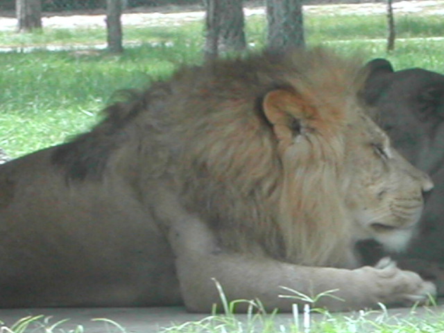 florida - west palm beach - lion country safari